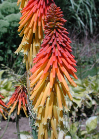 Kniphofia 'Bressingham Comet'